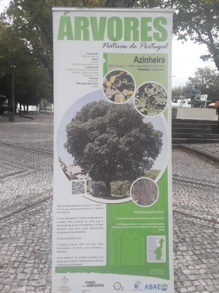  Exposi&ccedil;&atilde;o de &aacute;rvores nativas de Portugal na Pra&ccedil;a Florindo Jos&eacute; Frota