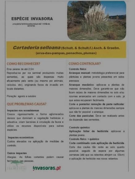 Erradica&ccedil;&atilde;o de esp&eacute;cies invasoras: penaches ou erva-da-pampa