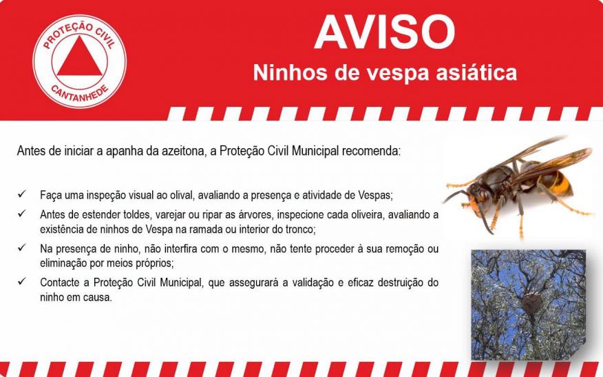 Aviso - Ninho de vespa asi&aacute;tica